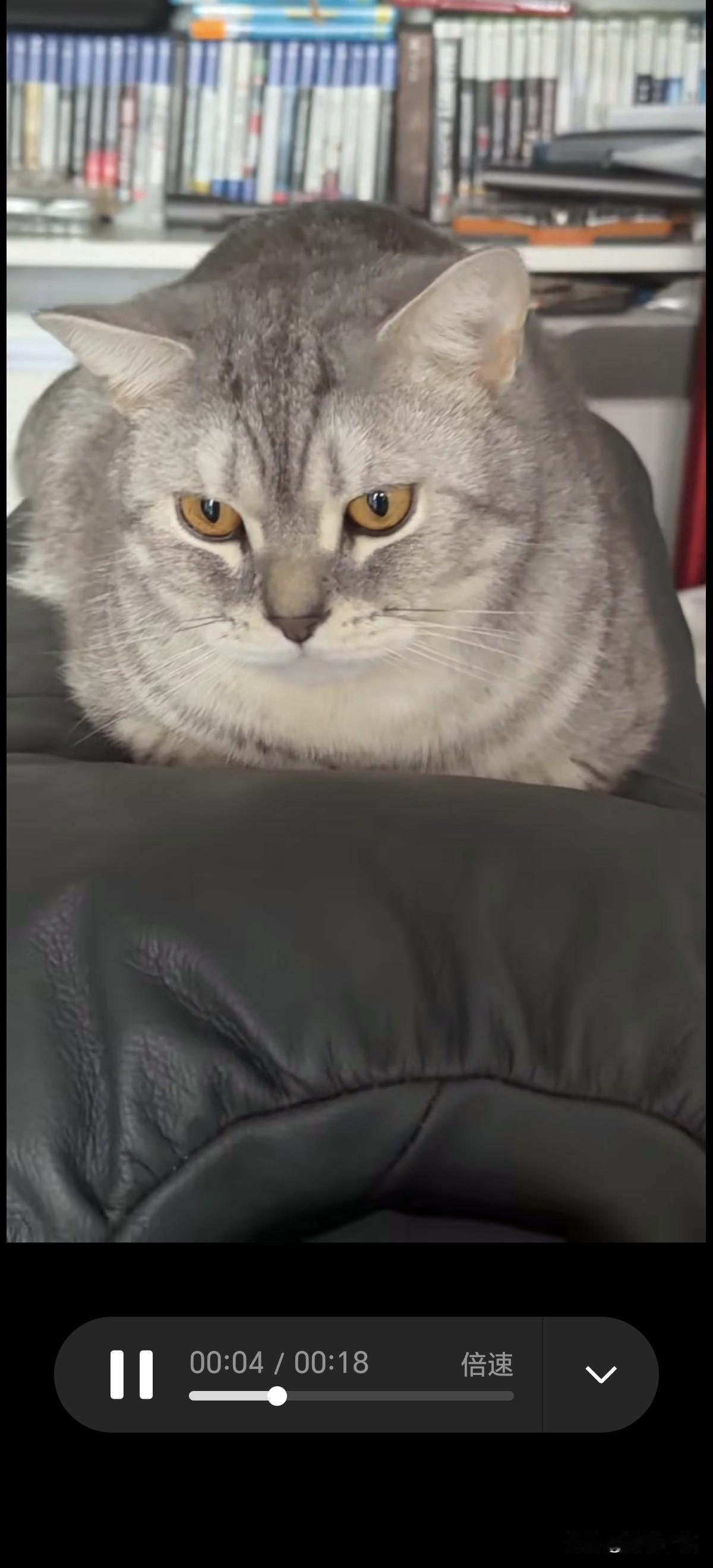 女儿养了一只猫咪，阉割后很快发胖了。