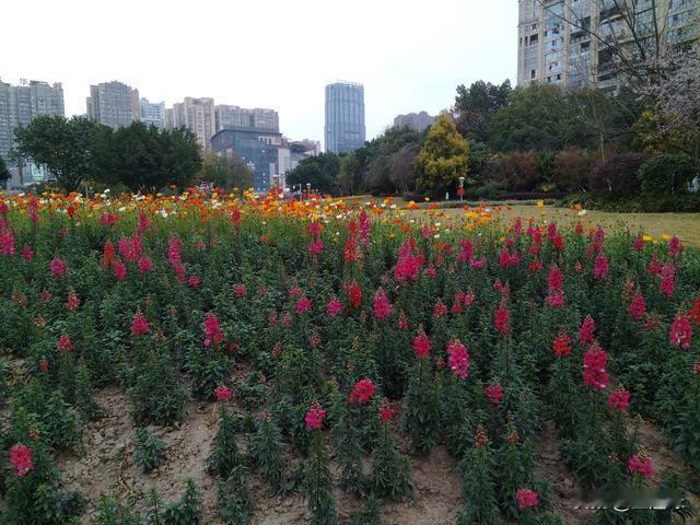 今年春天最想实现的心愿想在头赚钱，就要去每天坚持创作发作品，要是三心二意或断更，