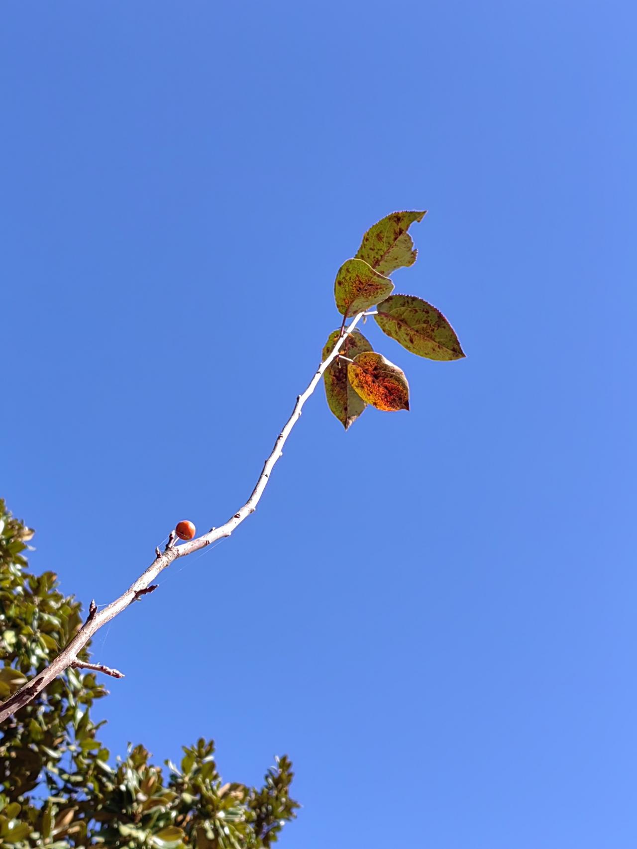 按照《三国演义》描述，孙坚得到了传国玉玺，“心动”，然后藏匿起来，随之找借口与联