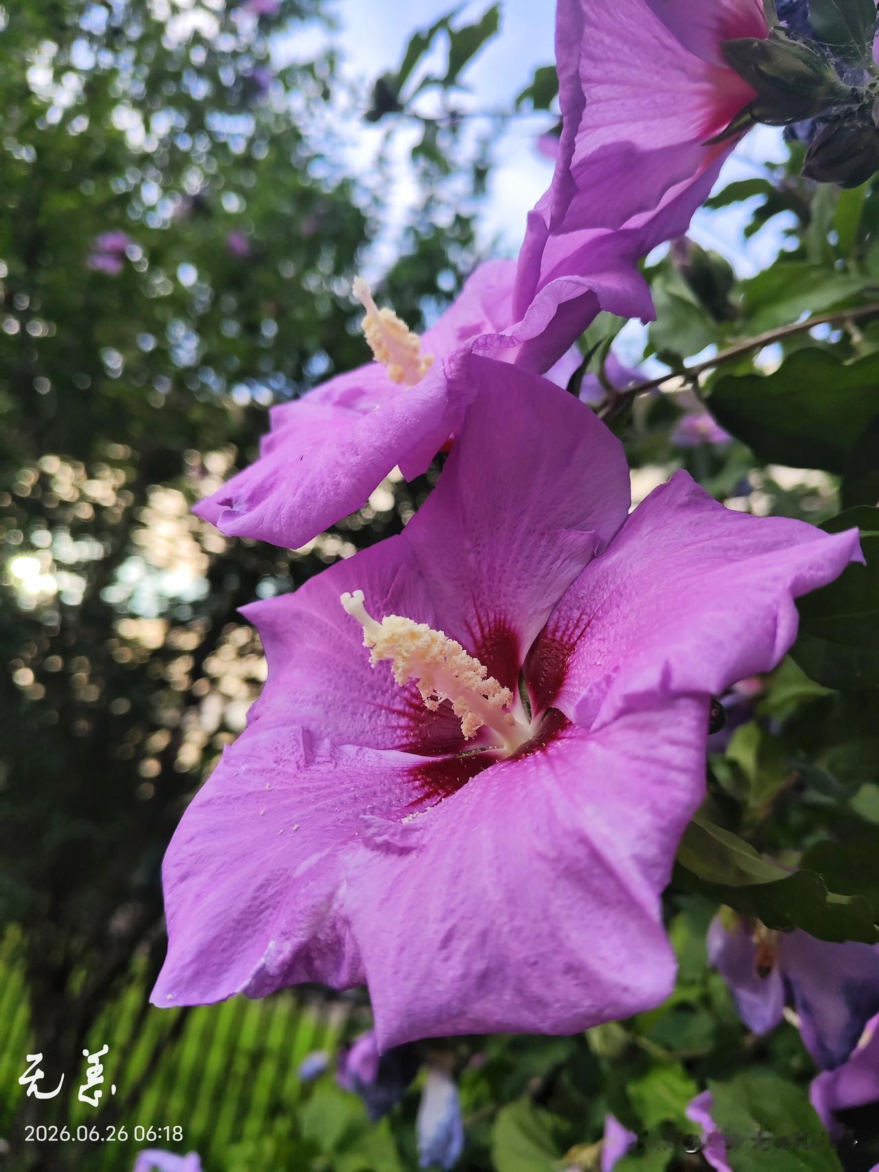 早晨起来以后，又躺回床上，肚子咕噜咕噜一直响，但是嘴里没有味道，没有想吃饭的欲望
