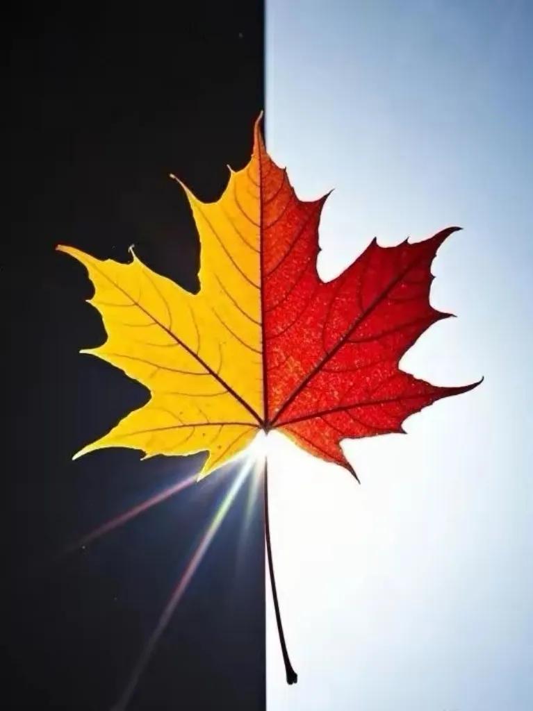 父母在，家就在。没有父母的日子，老家的路几乎断了，手足情也淡化了。
以往，每逢过