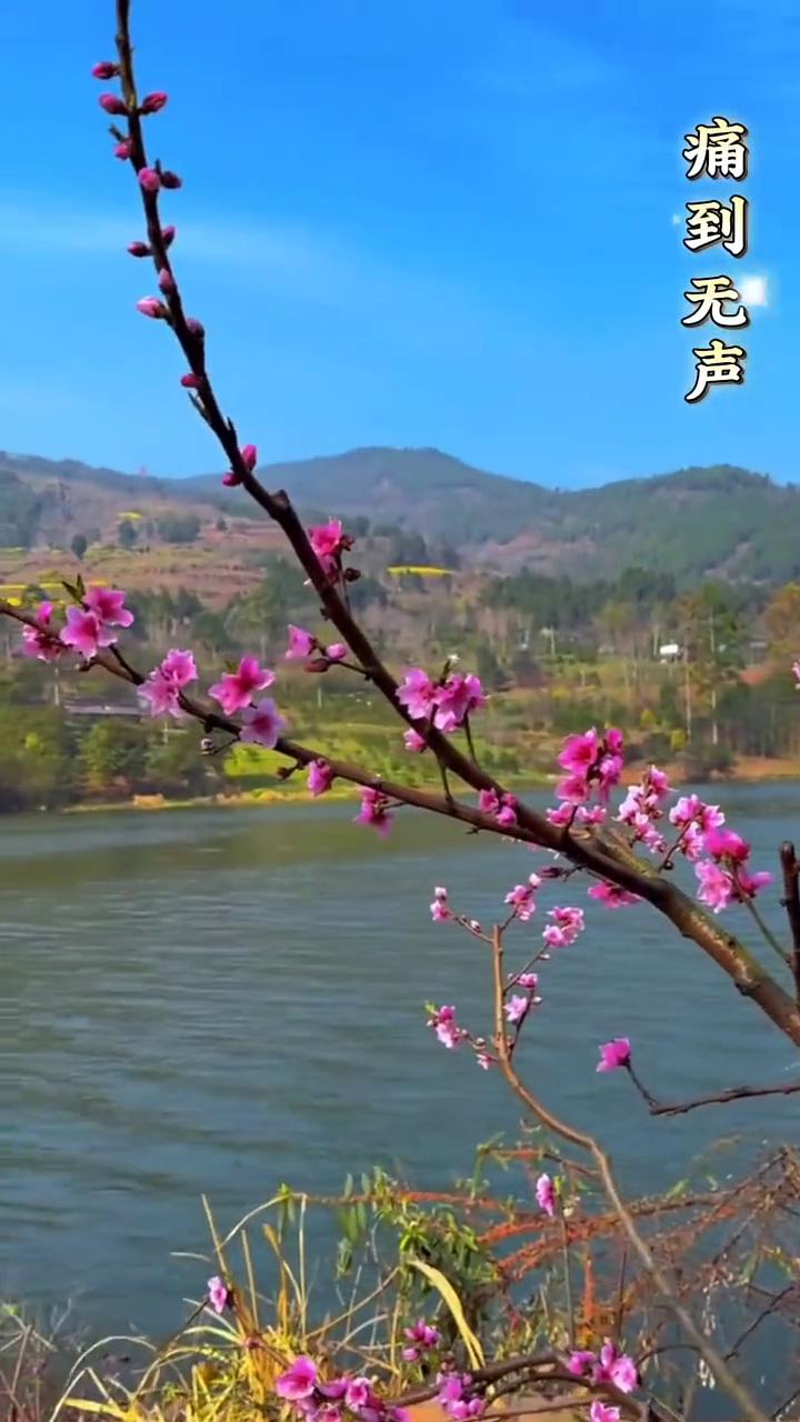 谁听谁流泪，痛到无声。
吃过的像读过的书，那字字句句都是领悟。人生如棋，一半是痛