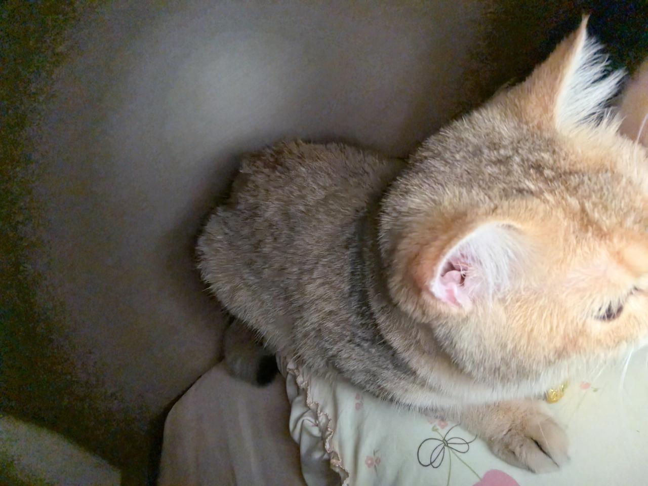 昨天楼下新开了一间美发店，开业有半折活动，就想着去体验一下头疗。本以为是很放松的