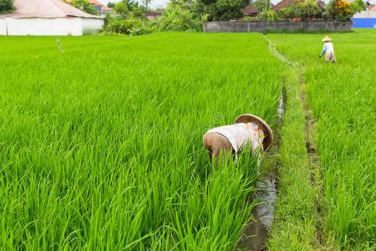 印度高价购买化肥，这个是不得已而为之，4月份为了春耕生产，为印度进口化肥企业印度