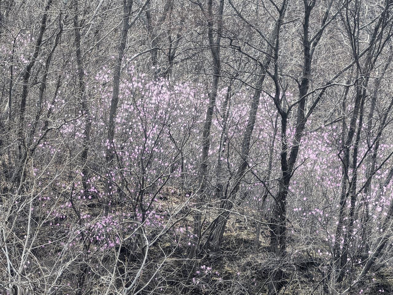 这是用手机经过放大多少倍才拍到的长在百米半山腰的杜鹃花。其它树木还未放绿，所以，
