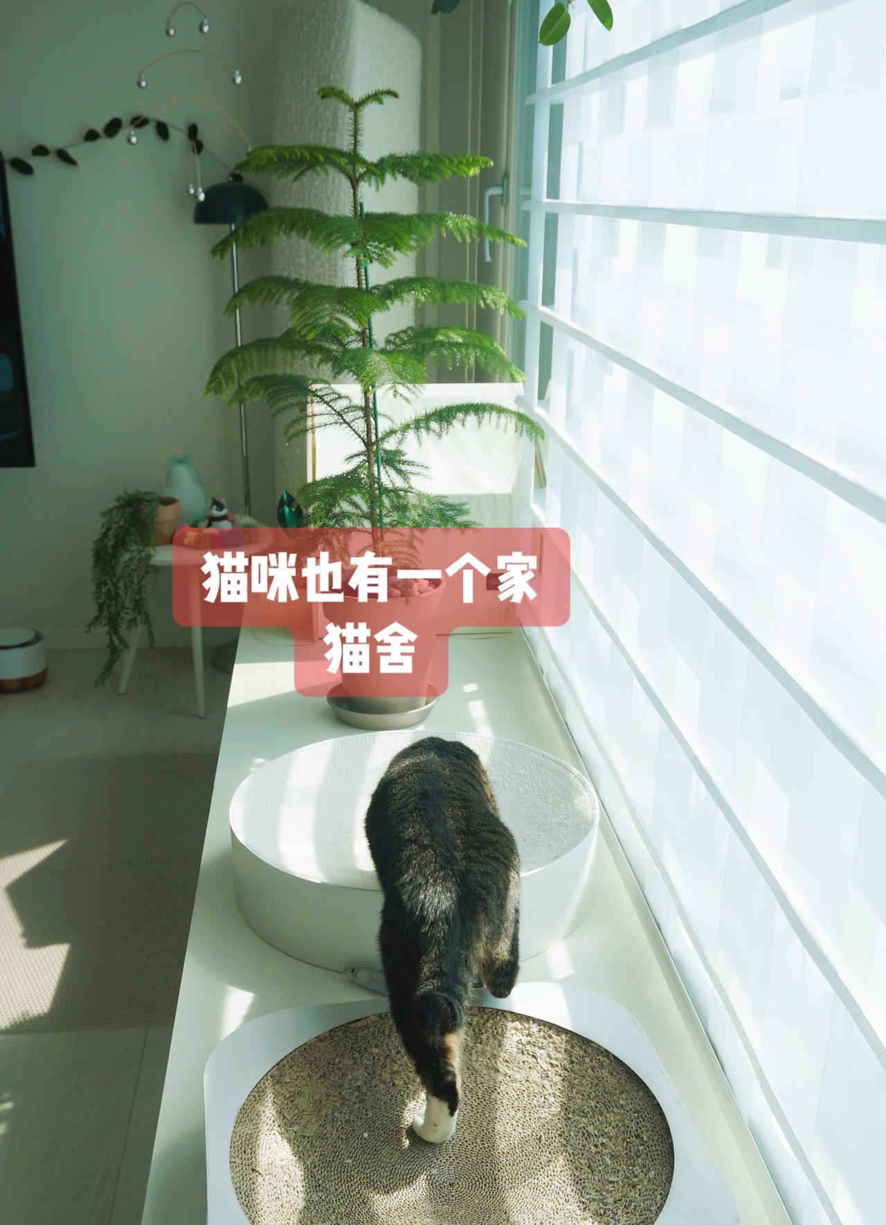 伸一个懒腰、睡一顿饱觉，也不过如此！#猫屋 #猫咪日常 #上热门🔥