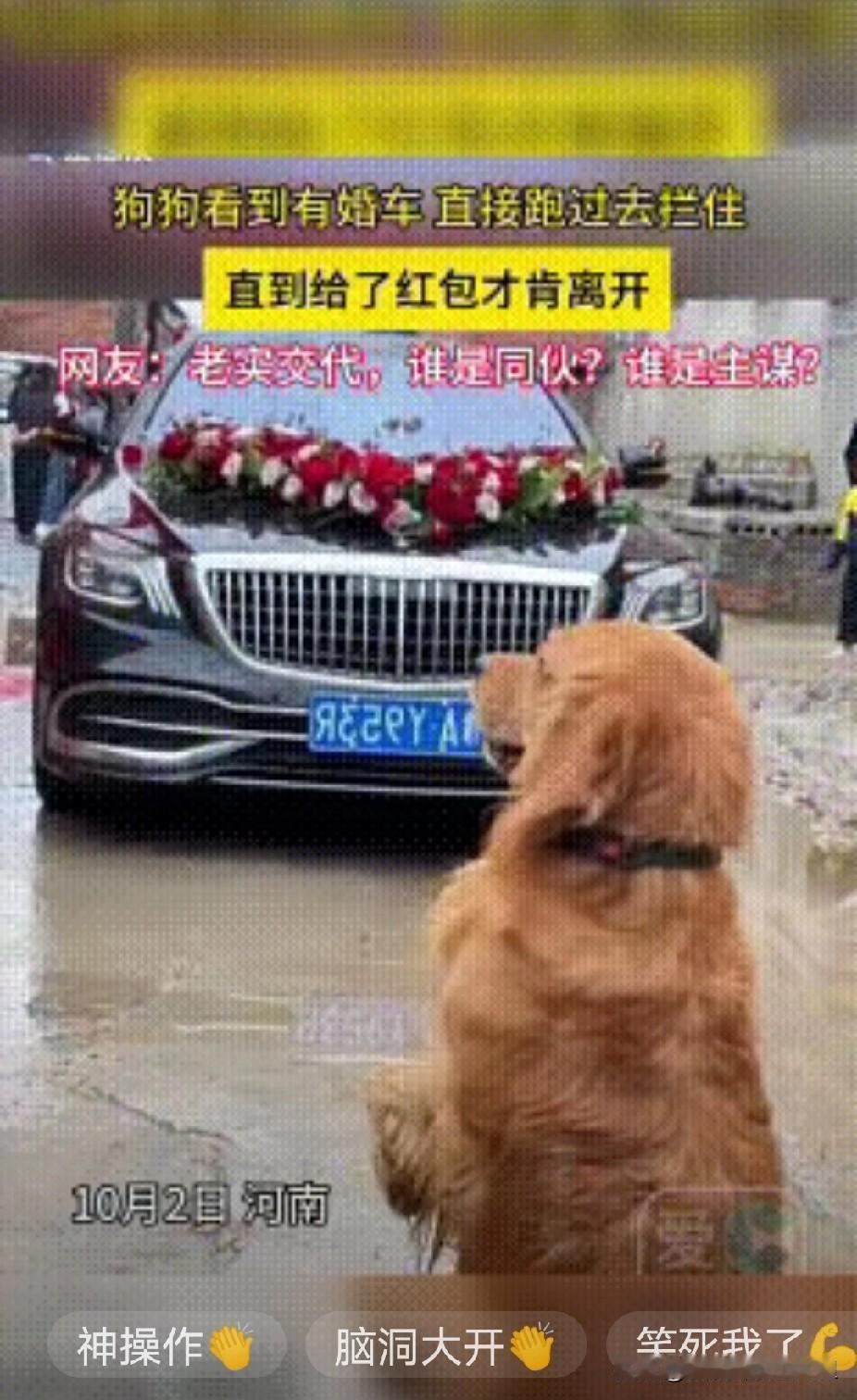 “成精了！”一辆迈巴赫婚车前面蹲坐着一条金毛，它双腿屈膝坐姿，身体微微前倾，眼神