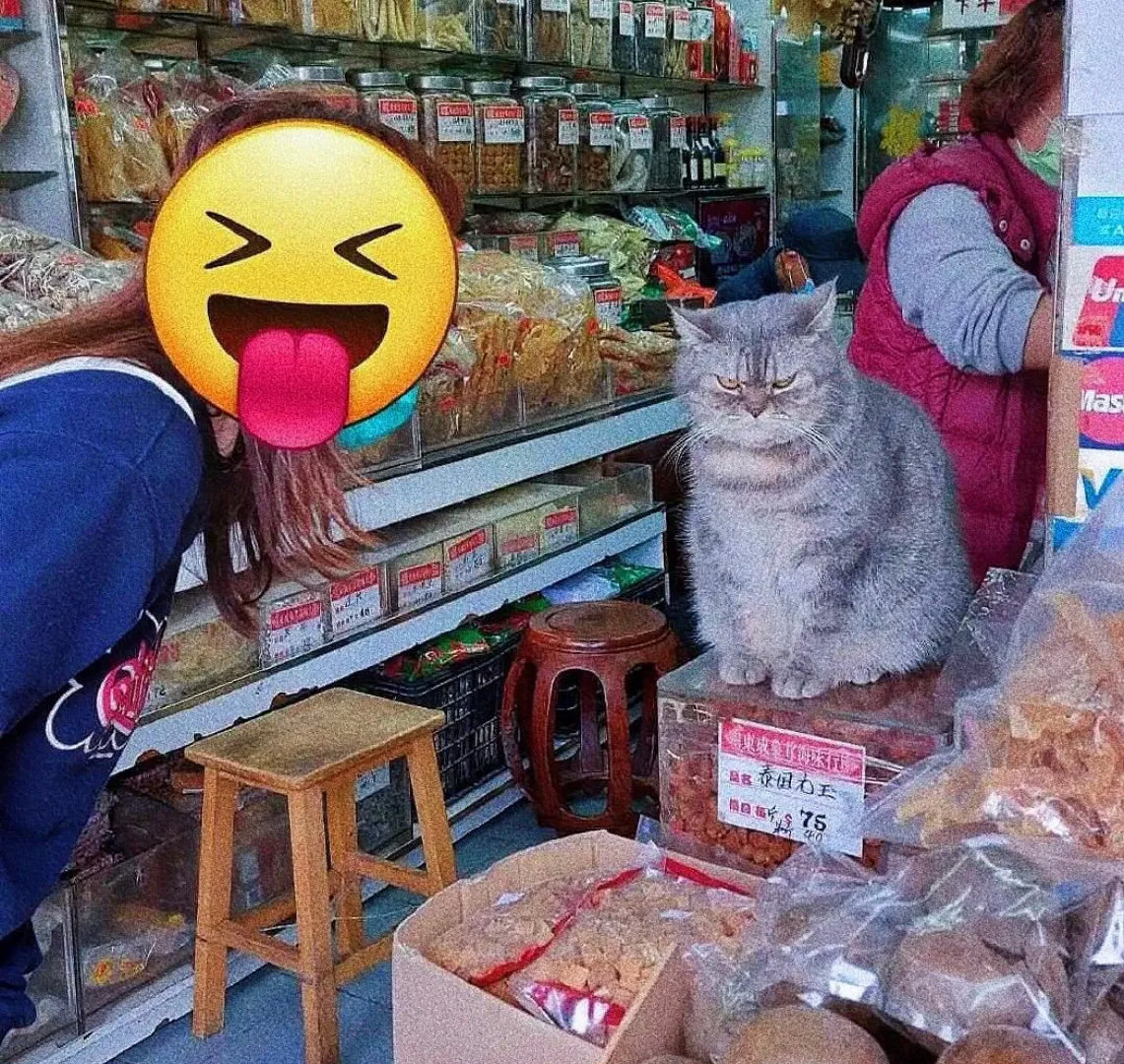 这猫咪见我不买东西，居然还嫌弃我拍它！