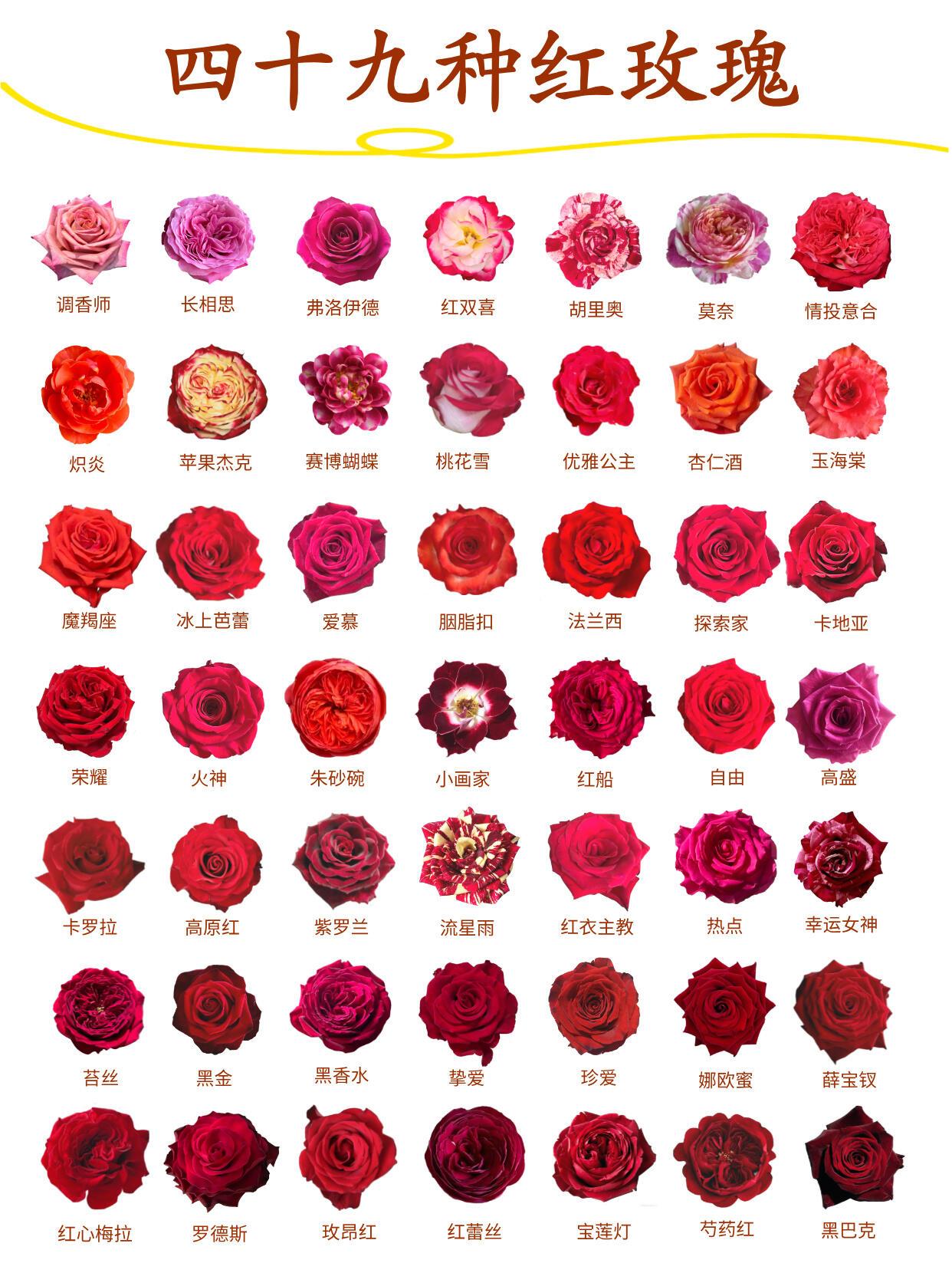 🌹49种红玫瑰｜是新年红火如约的开运色年味渐浓时
红是特殊的主题色

49种红