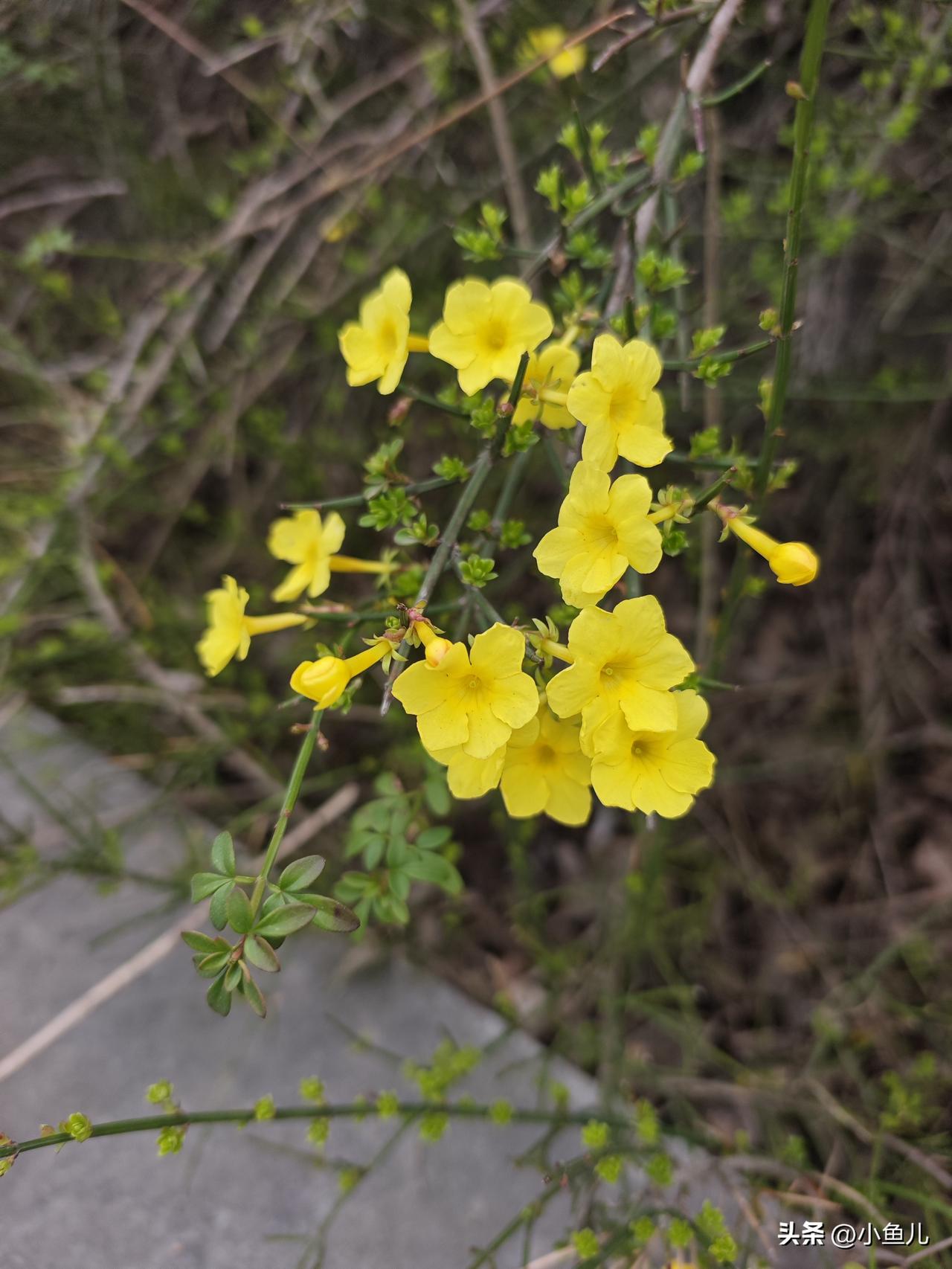 家乡的春天,是不是也很美?

家乡的春天，从不用刻意寻找。风一吹，河边柳绿了，田