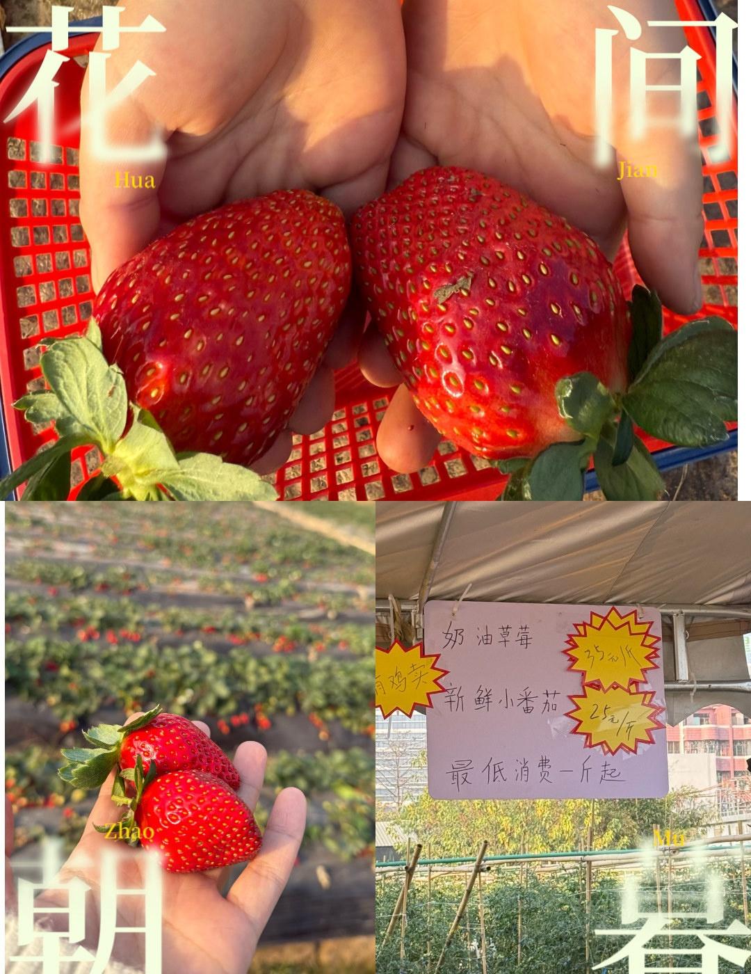 摘草莓🍓来了[Lv-比心]
📍广州 海滨花园草莓园
又是周末去游闲逛的一刻