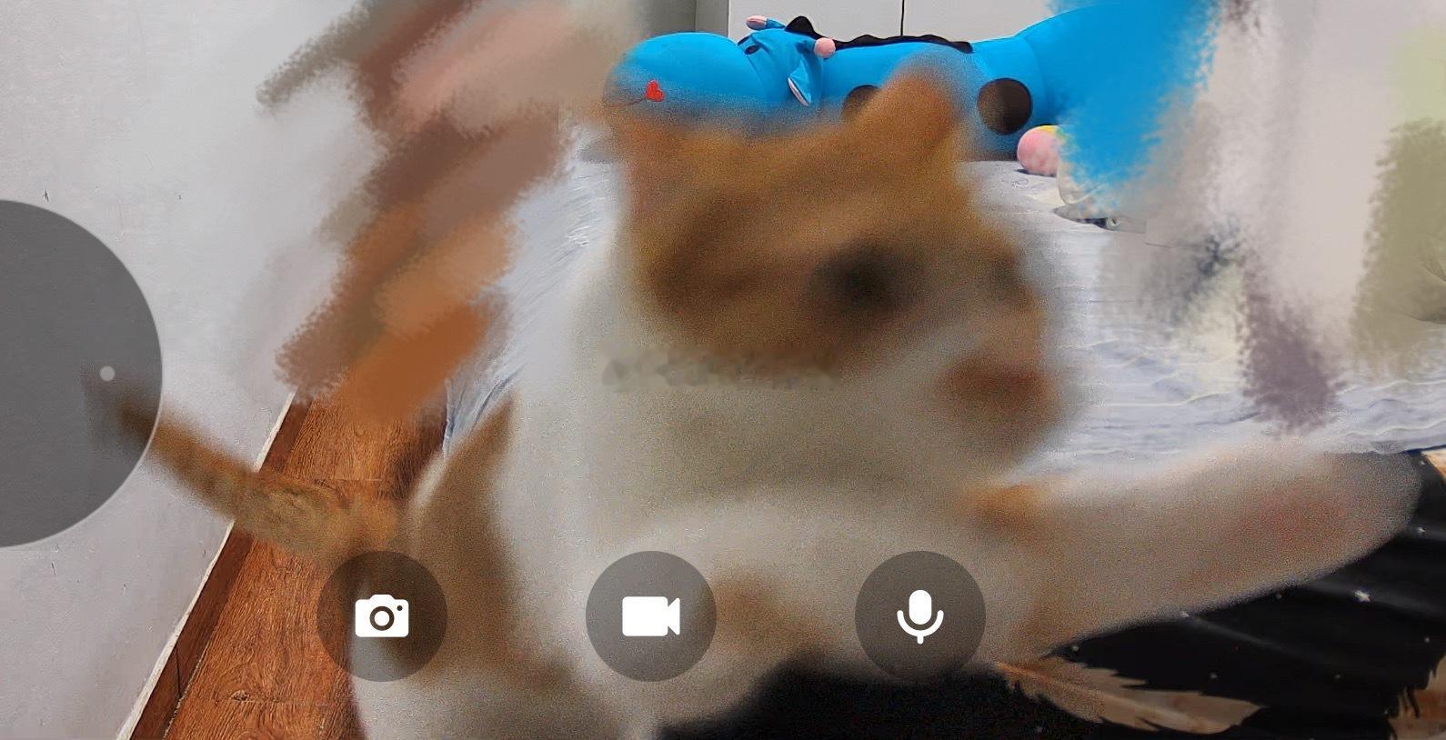 给猫买了监控之后停不下来看她俩，感觉跟看动物世界一样，太有意思了我去 