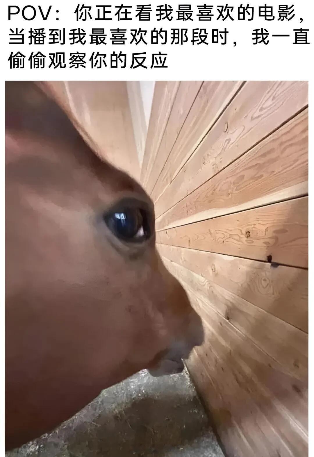 啊啊啊啊我真的是这样 