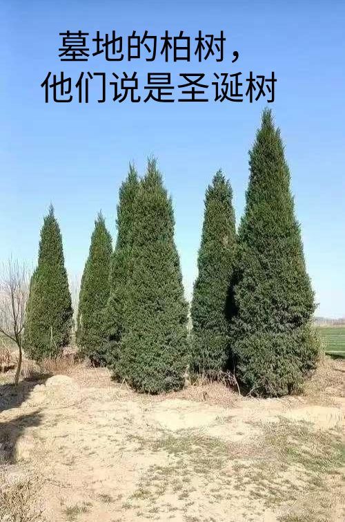 有些巧合就是那么巧，我们用于祭祀，他们用于欢庆，东西方文化差异确实大。圣诞树