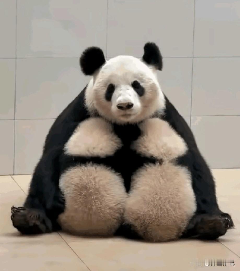 带娃不易为母则刚
以为熊猫是胖成这样的
原来是熊猫妈妈身上的两个幼崽
在妈妈身上