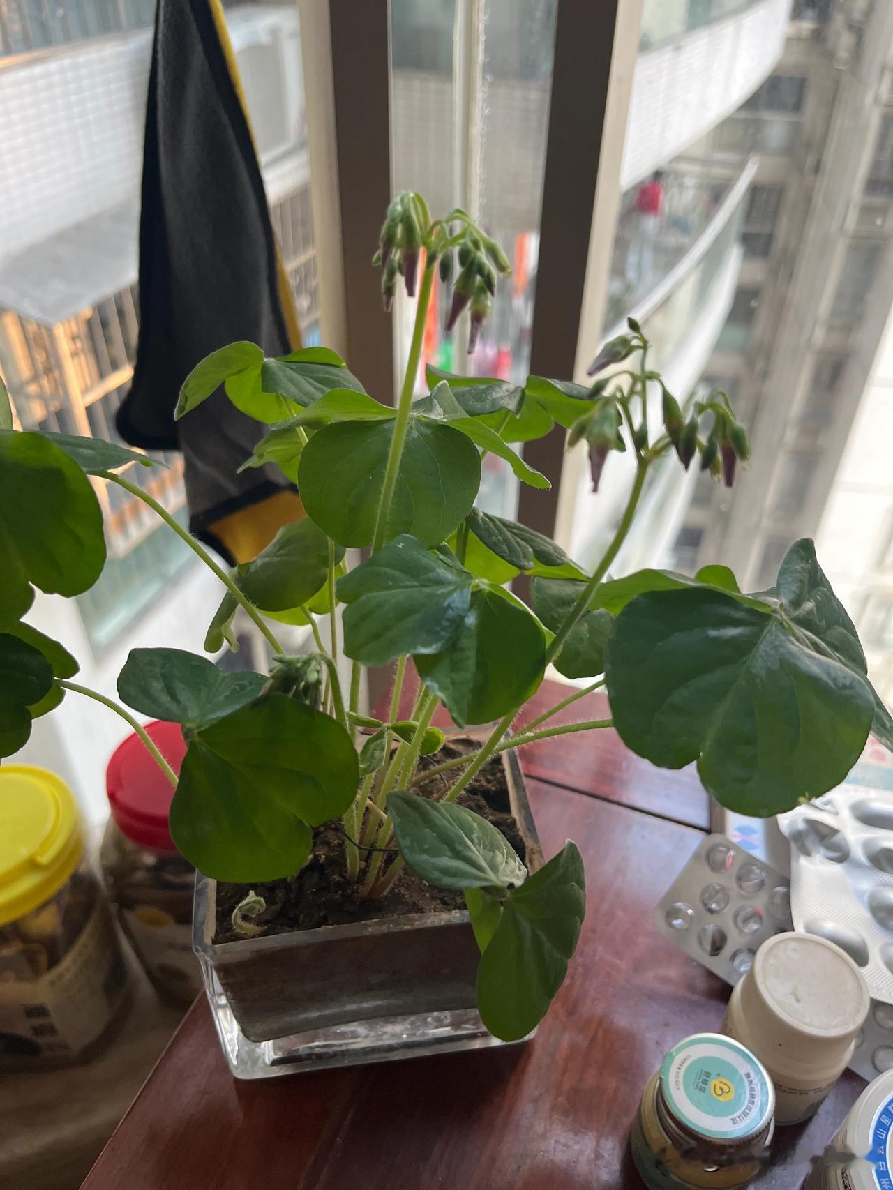 我就挖了这棵野生的