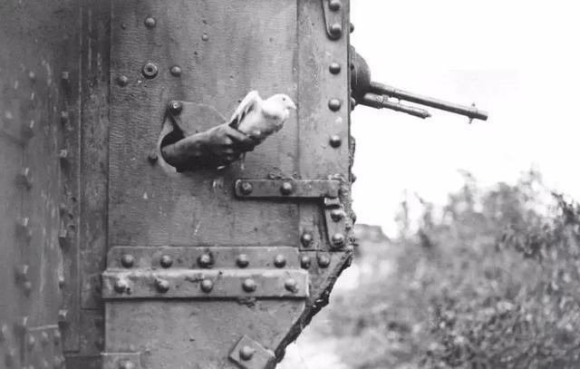 1967年我国放飞50羽军鸽穿越首颗氢弹爆炸的蘑菇云，结果平安归来45羽，就在大