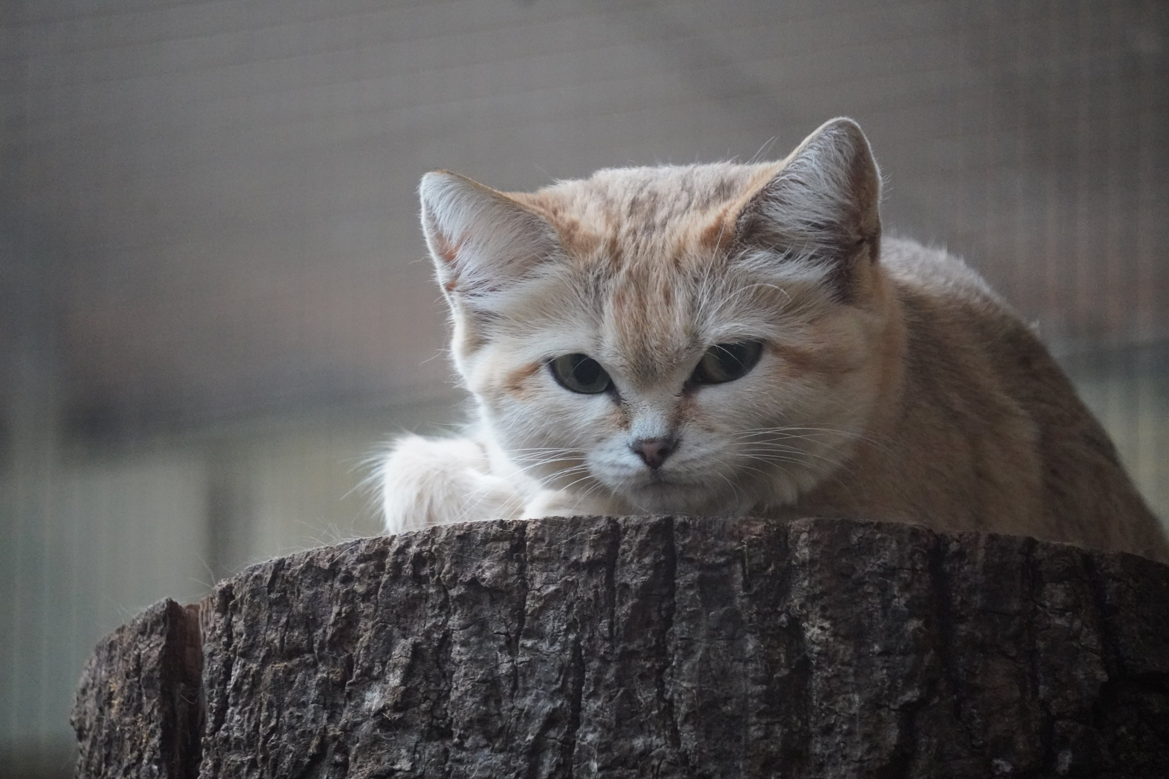沙漠猫沙丘猫 举手敬礼的队长©️sugarfloor1 
