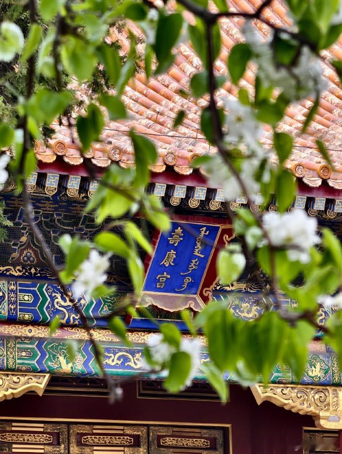 【好美！故宫春花屏保来了】春日故宫，海棠、丁香、玉兰、梨花等竞相开放，繁花似锦，