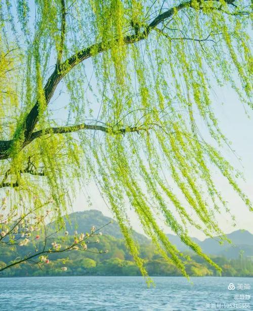 出句：不解风情拂柳意；
对句：难留春色驻花间。

联意赏析：[大金牙]
‌此联以