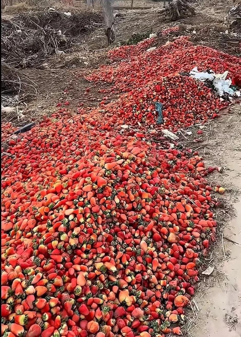 为啥今年的草莓这么便宜还卖不出去？
有些草莓种植户，干脆直接把草莓丢垃圾堆去了，