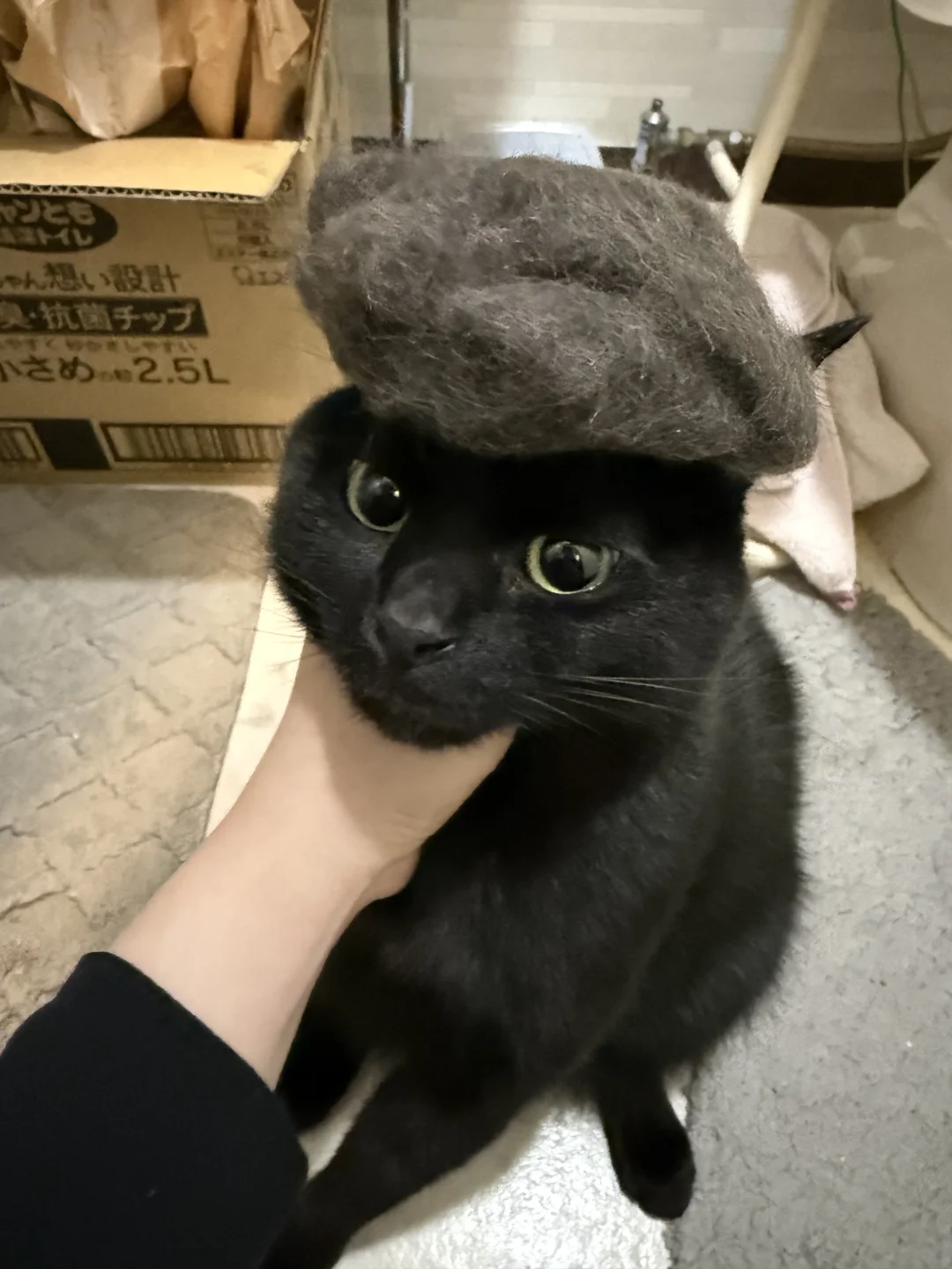 黑黑的猫掉灰灰的毛