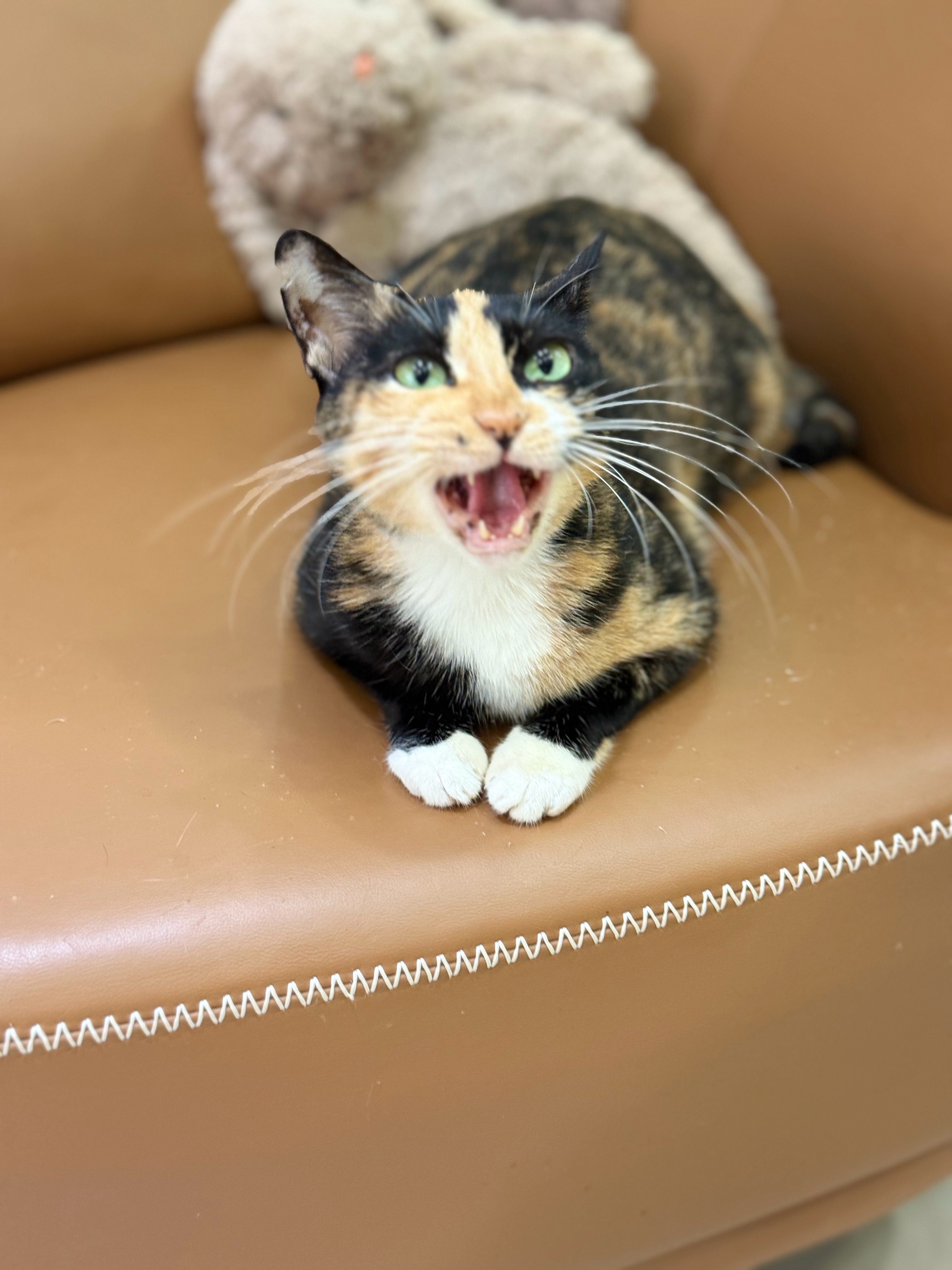 猫的社交就是我觉得你很讨厌猫： 我直接又简单！ ​​​