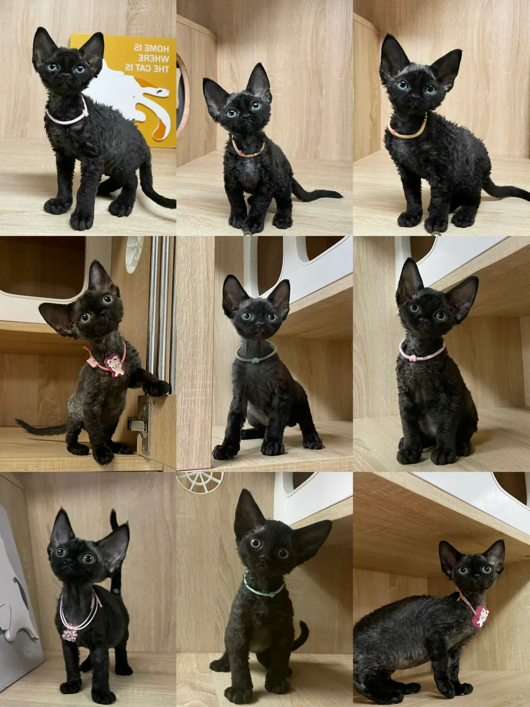 🇭🇰HK一窩純黑德文BB💛價錢合適～