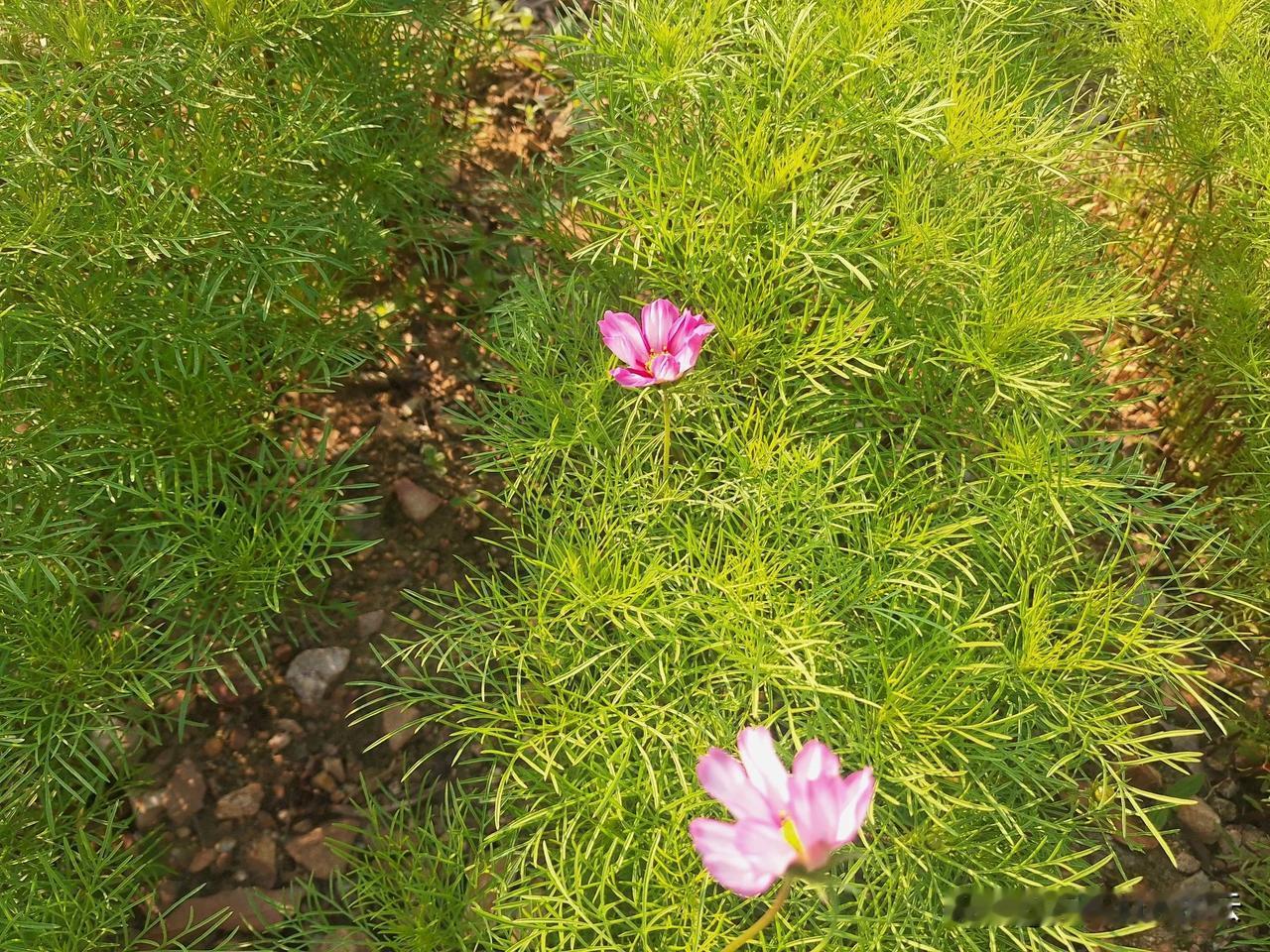 这个在藏地叫格桑花，学名波斯菊，也叫八瓣梅，在藏地很常见，大片大片得，特别美。