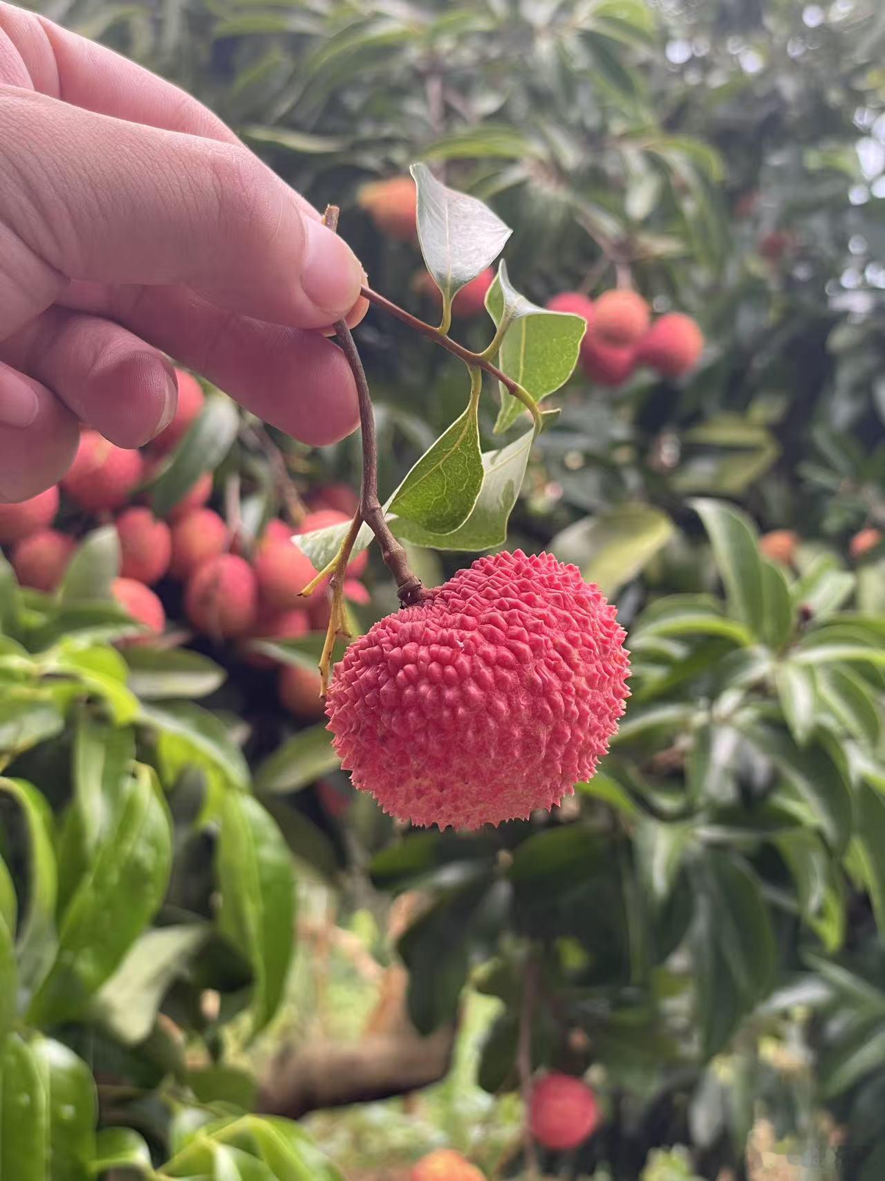 忙了一天，专门跑到重庆涪陵去买杨贵妃吃的荔枝，很甜，再过一周估计更甜，所以唐朝吃