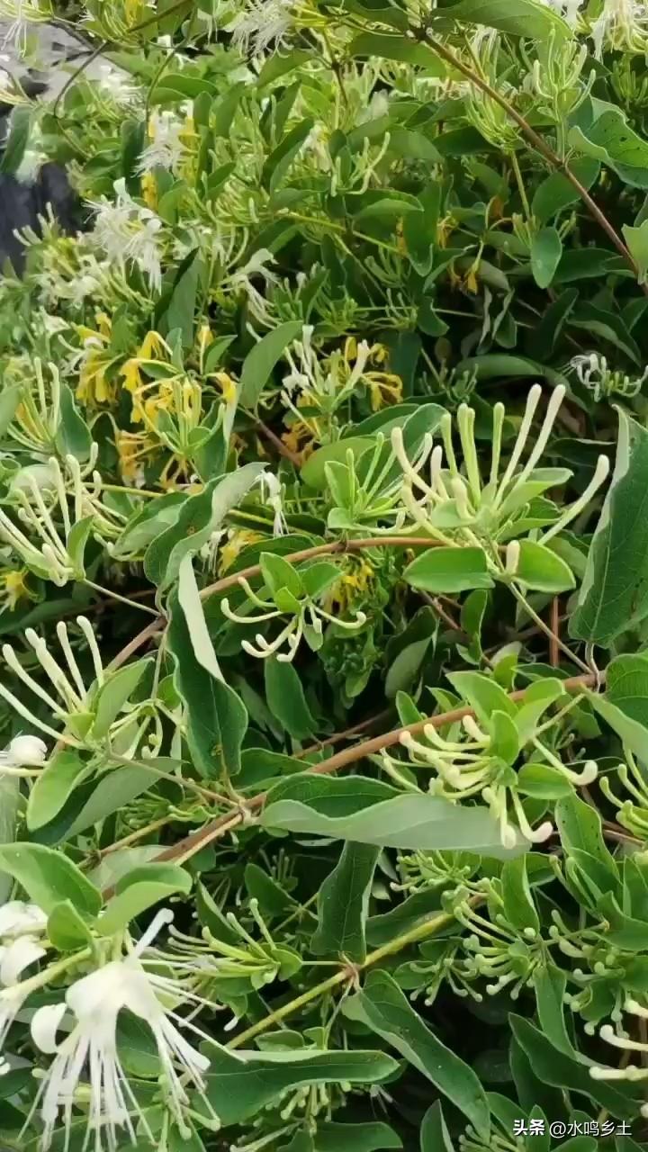 你见过最美的中草药植物是什么样的我每天基本上山采药，见过各种各样的中草药，有时候