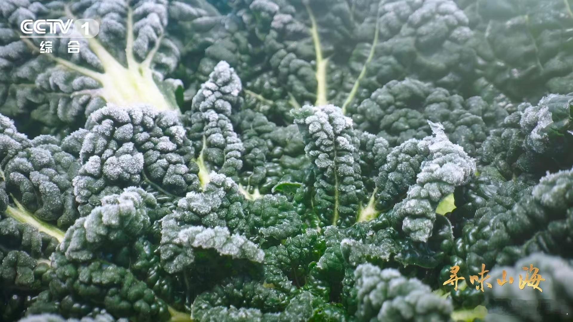 会吹泡泡的蔬菜 可不是所有皱叶黑油白菜都配叫泡泡青！只有生长在随州这片沃土，且在