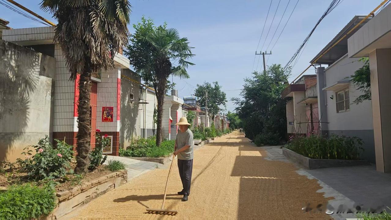 凤翔乡村小路，老人在阳光下晒谷子，宁静而美好哪儿的臊子面最正宗? 老陕风味能驾驭