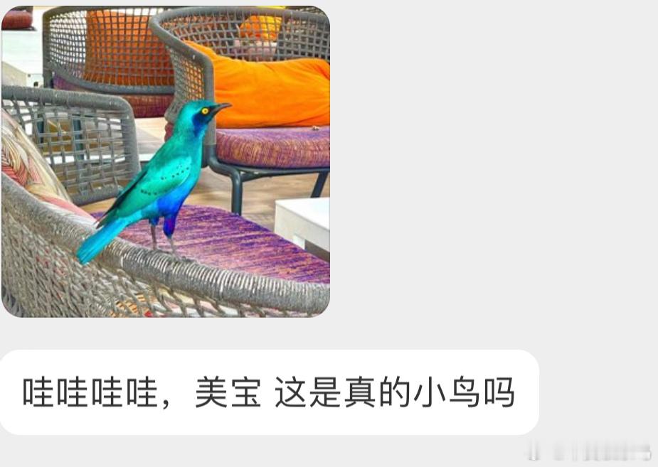 生活在非洲的蓝耳丽椋鸟金属光泽好美！ ​​​