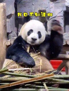 聊天必备表情包第488弹黑白小圆子（拿图吱声） ​​​