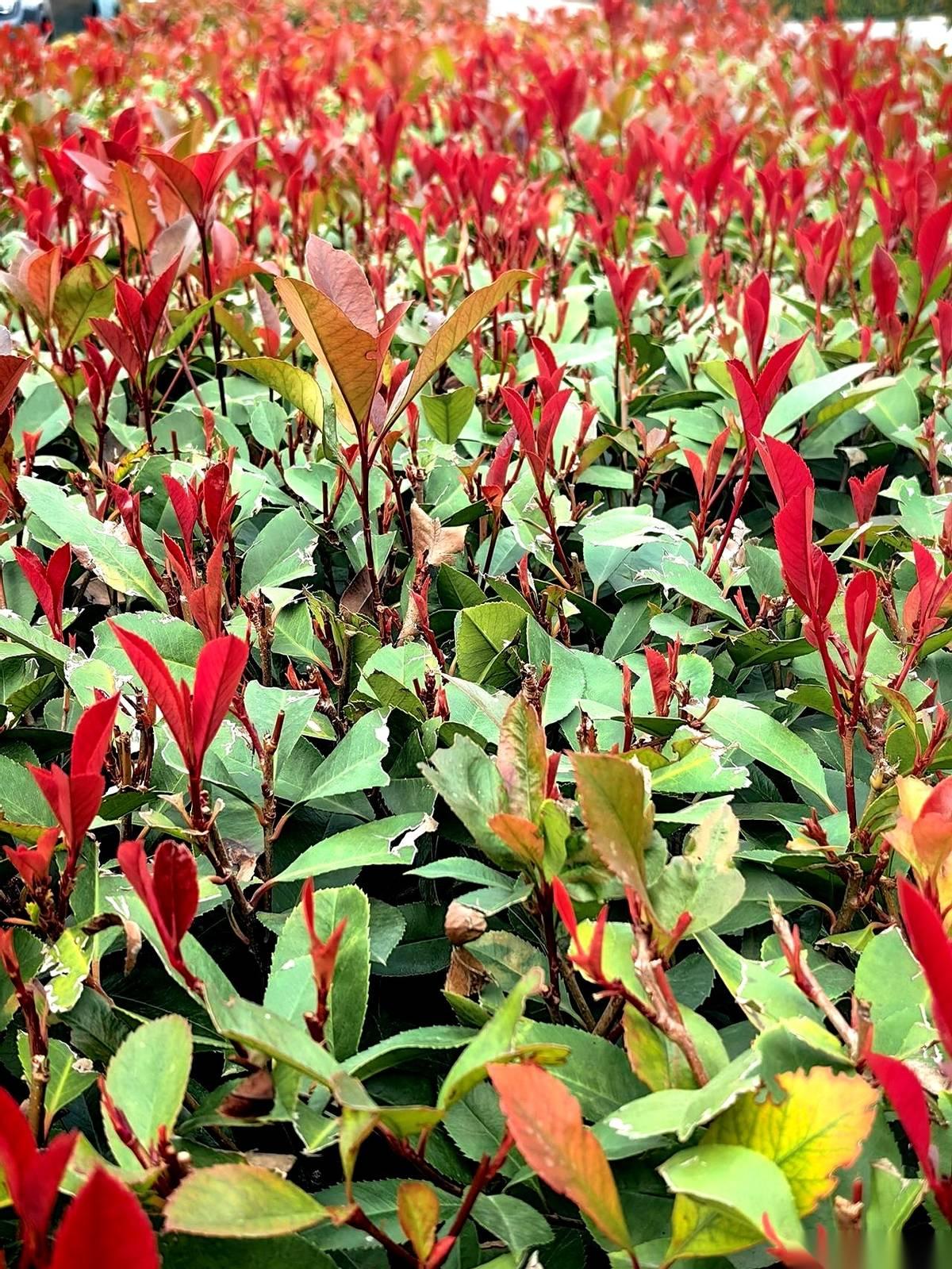 开盘3960，最低3950，最高4020，收盘4010。
我刚刷到的时候，差点把