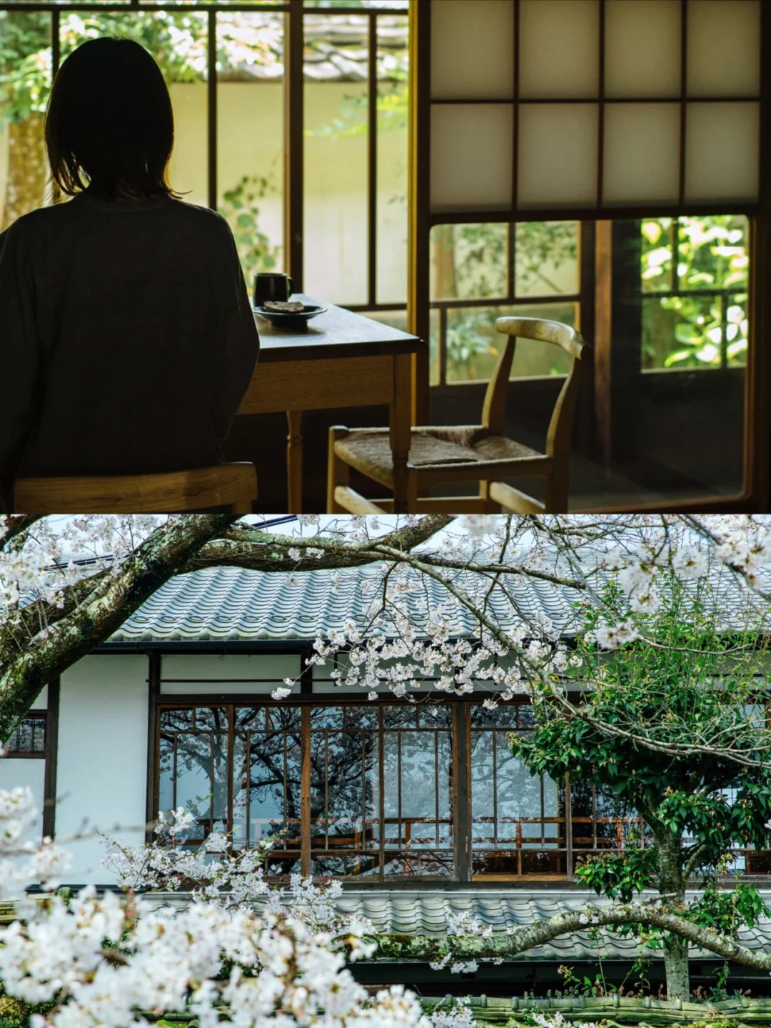 日本🌸一天只接待一组客人｜绝美樱花民宿！