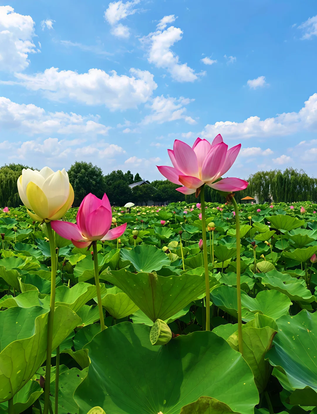 🌺白洋淀一日游｜闯入华北顶流荷花仙境