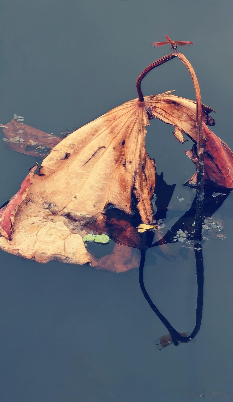 轻轻的我走了
正如我悄悄的来
我挥挥衣袖
不带走一片云彩
[祝福]