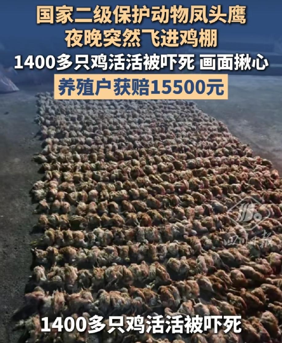 太不可思议了！
1400多只鸡一夜之间被活活吓死，这就是天敌的威力吗？
近日，浙