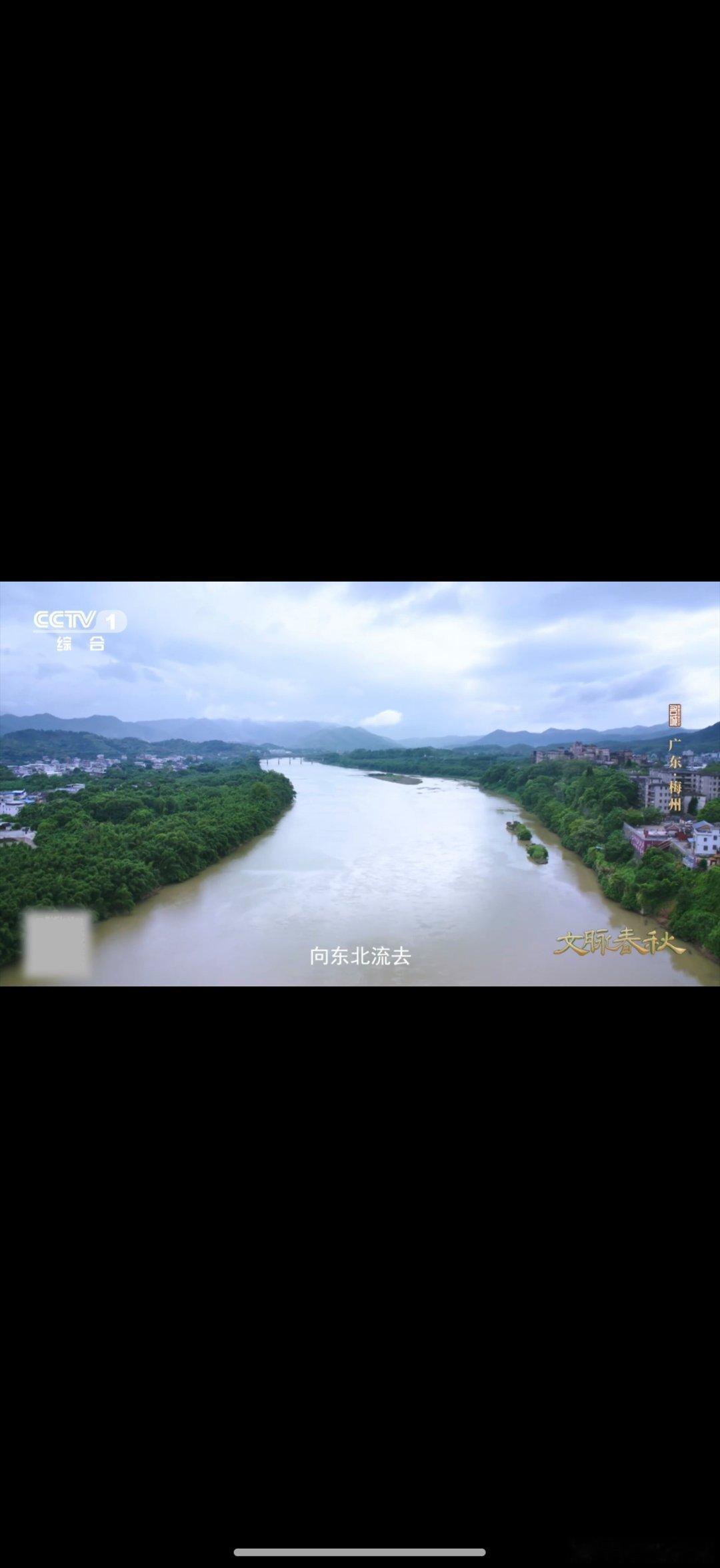 广东千年古梅树至今仍开花八百多年前杨万里为梅州梅花写诗 生命力天花板！广东潮塘宫