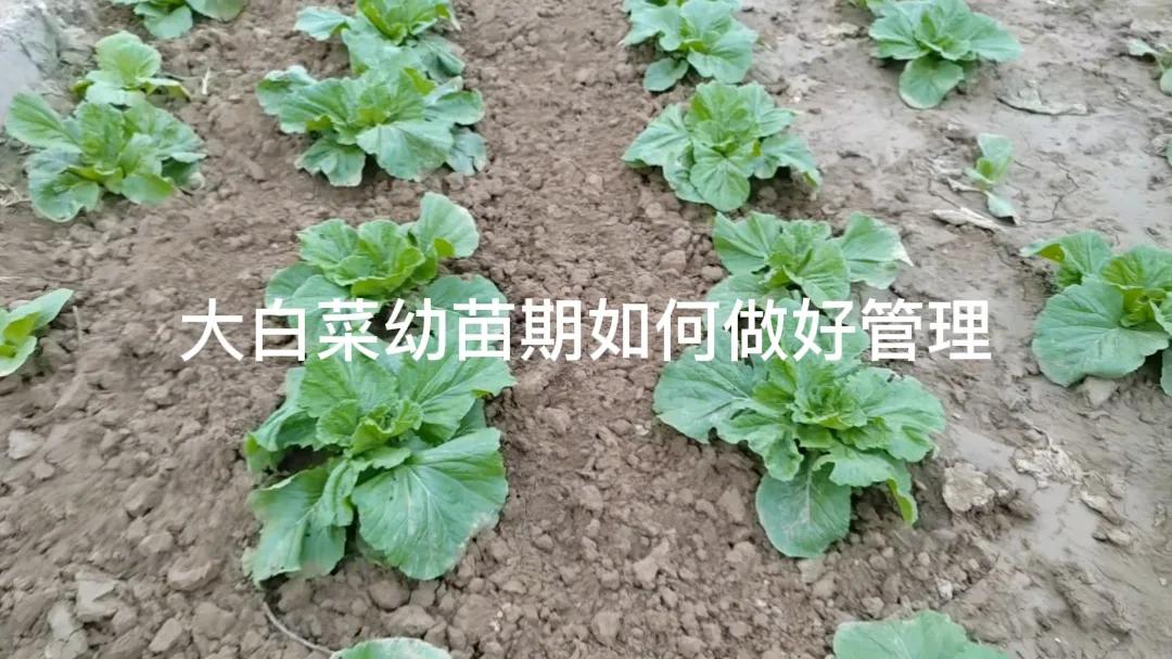 
大白菜幼苗期如何做好管理？
首先，要保持土壤湿润但不能积水，可小水勤浇。及时进