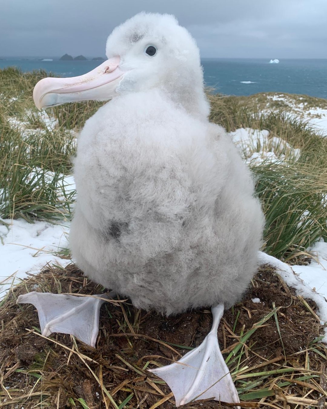 不同种类的信天翁宝宝....巨大的毛绒蘑菇展【推：albatross_story