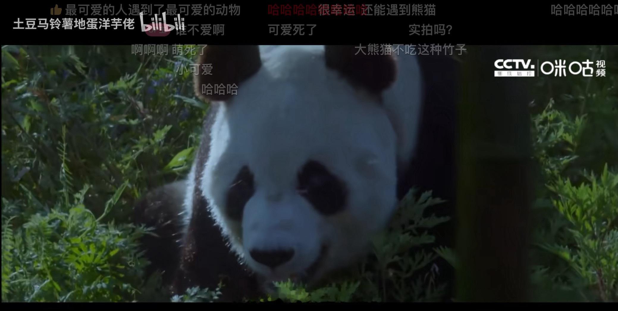 红军在强渡大渡河时遇到一只大熊猫有人说这只大熊猫后来加入了红军，成为了第一名熊猫