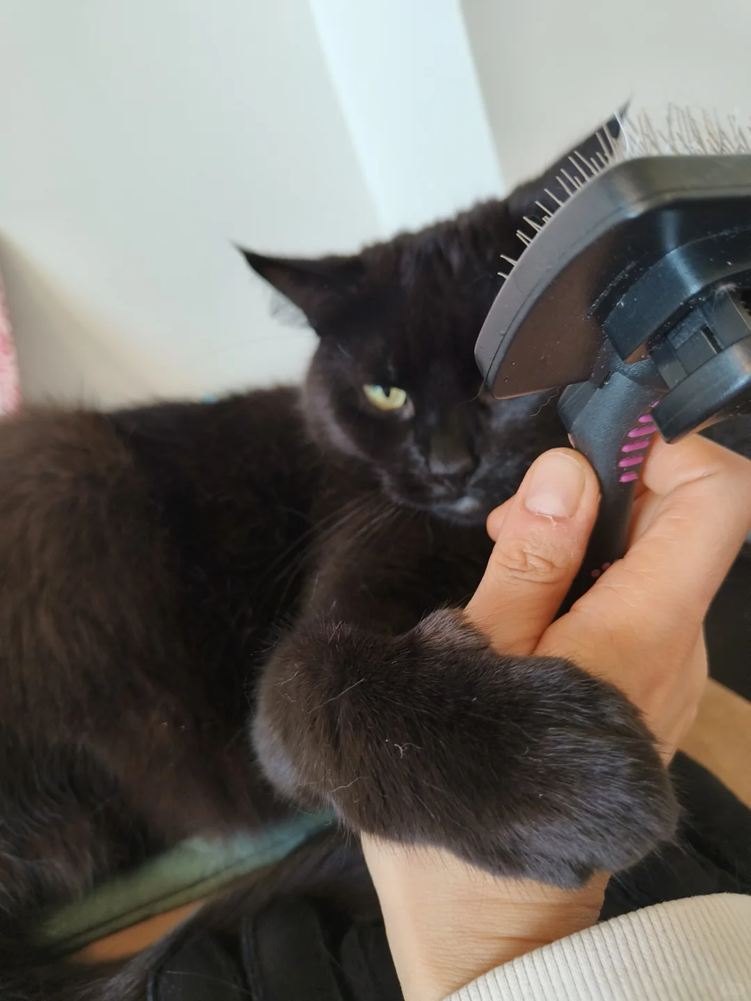 小猫咪要求梳毛服务