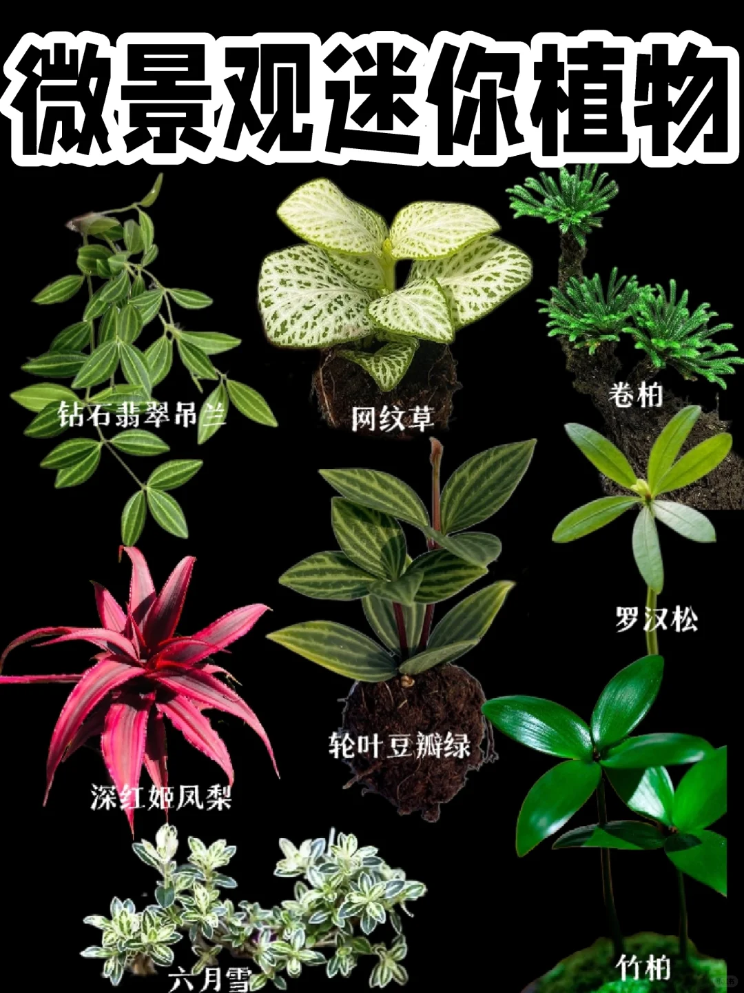 【微景观迷你植物】想要把大自然放在桌上