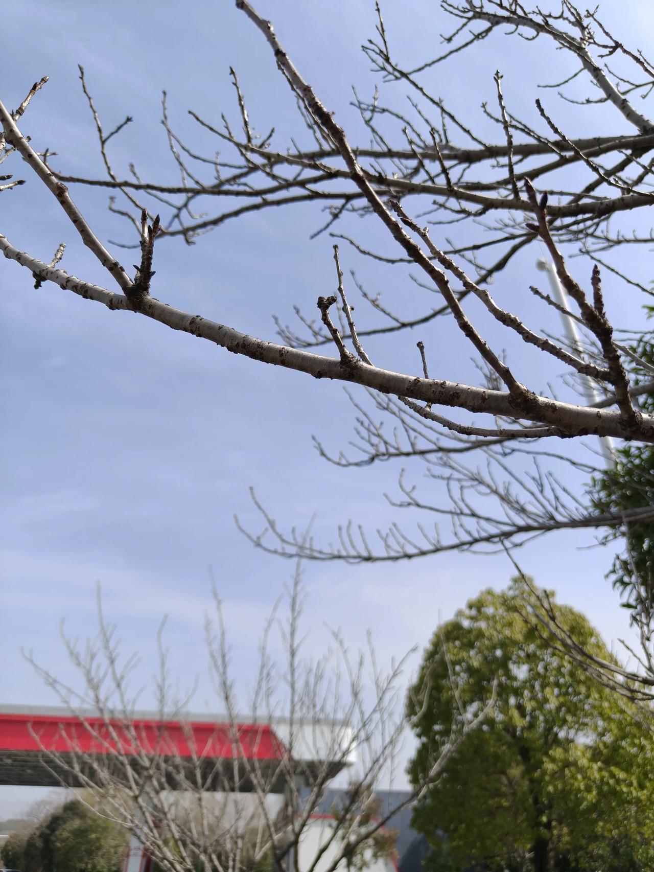 今日份天空随手拍实景图分享！

☁️☁️☁️☁️🌲🌲🌲🌲☁️☁️☁️☁️