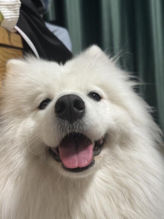 好标致的耶耶