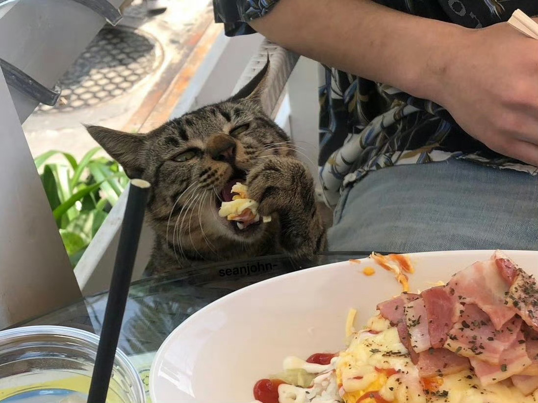 刚上菜，猫咪就来了：猫咪手抓饭