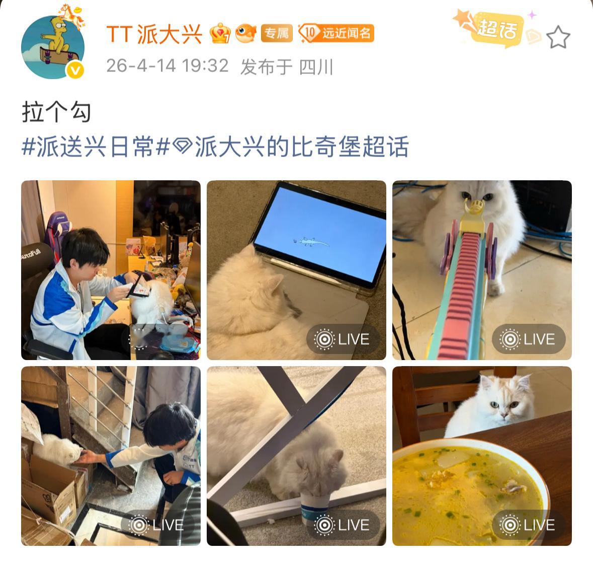 派大兴的比奇堡  这一篇是小猫特辑！2026pel春季赛2026pel